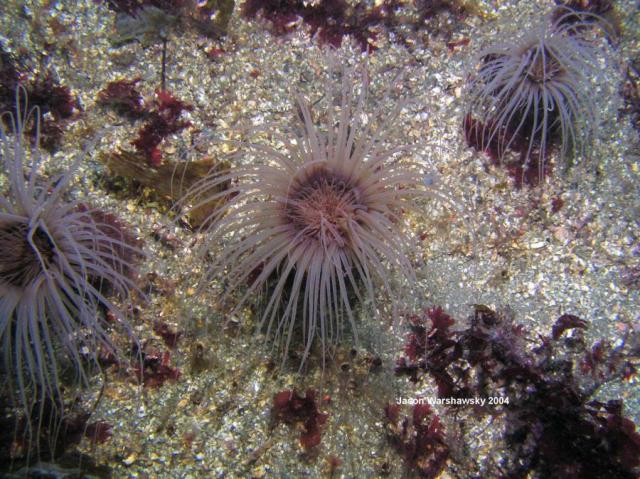 tube anemone