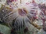 tube anemone