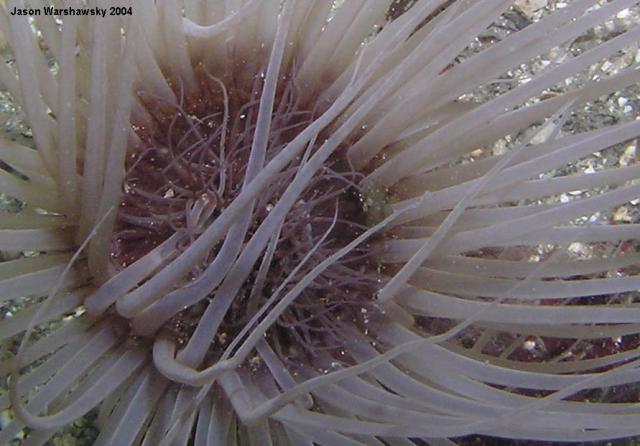 tube anemone closer