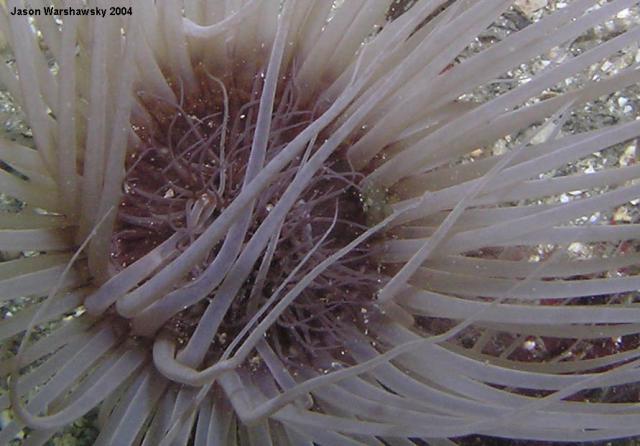 tube anemone closer