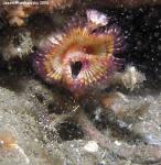 christmas tree worm And shrimp