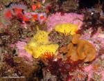 Archidoris montereyensis party around the fluted bryozoan