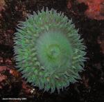 giant green anemone