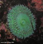 giant green anemone