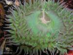 giant green anemone