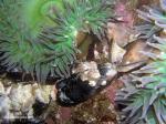 muscle, barnacles and anemone