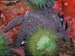 ochre stars , muscles and anemone