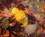 Peltodoris nobilis