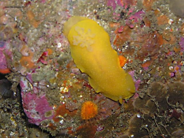 Baptodoris mimetica