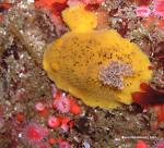 Peltodoris nobilis mating