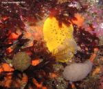 Peltodoris nobilis, sponges, algae