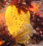 Peltodoris nobilis