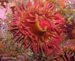 white spotted rose anemone