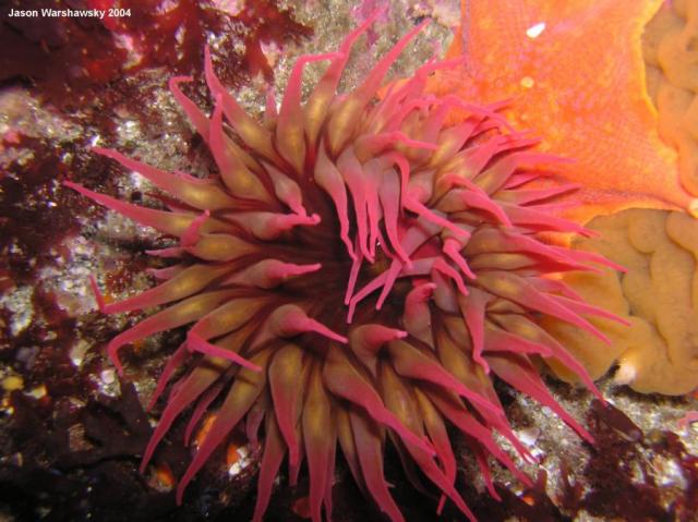 white spotted rose anemone