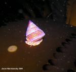 blue-ring top snail