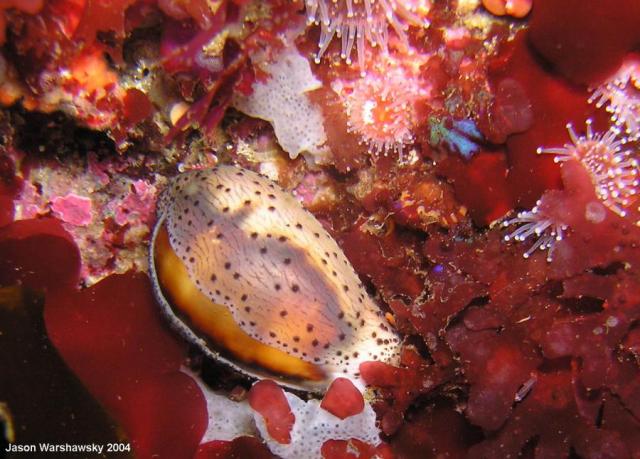 chestnut cowry