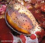 chestnut cowry