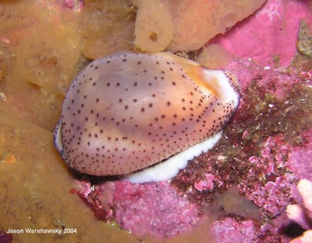 chestnut cowry