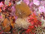 feather duster worms