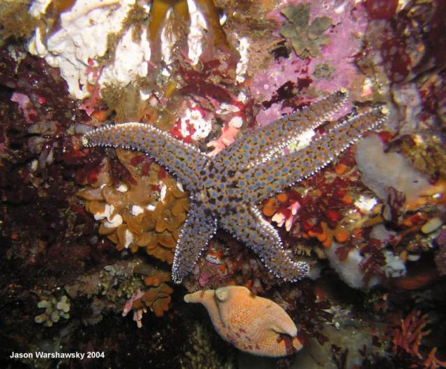 giant spined star