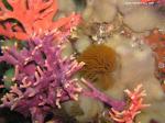 hyrdrocoral and feather duster worms