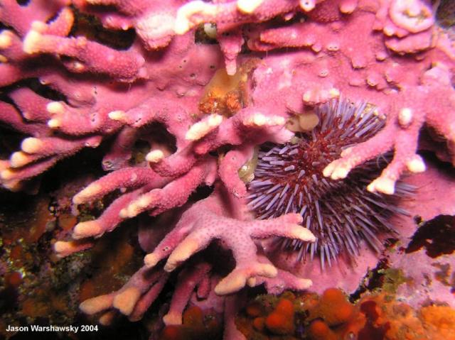 hyrdrocoral and purple urchin