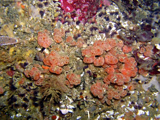 colonial tunicate