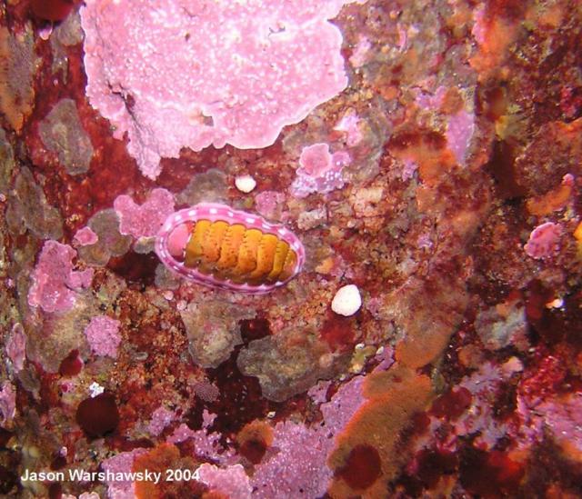 lined chiton