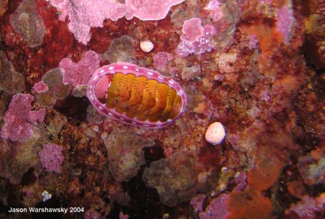 lined chiton