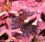 purple urchin and crab