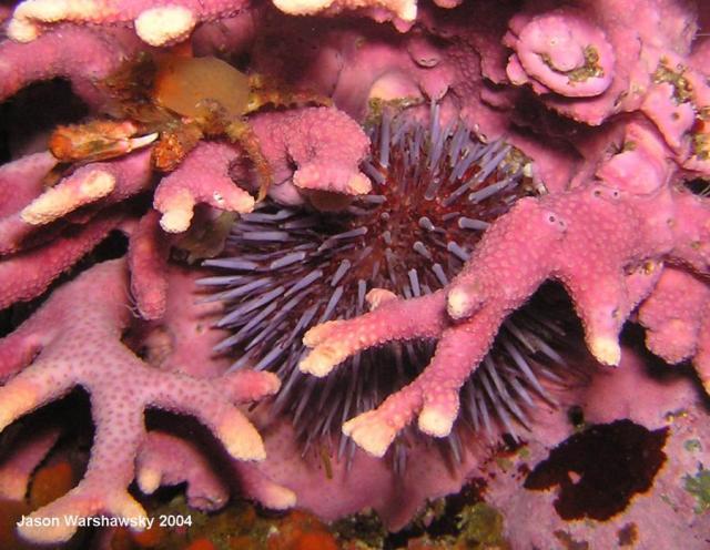 purple urchin and crab