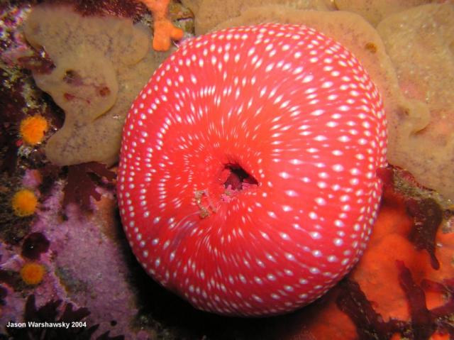 white spotted rose anemone