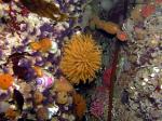 feather duster worm