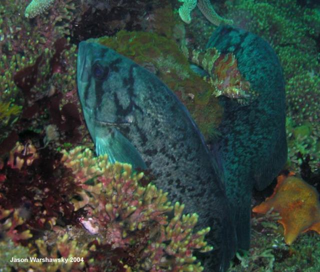 blue rockfish And painted greenling