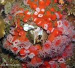 giant acorn barnacle And club tipped anemones