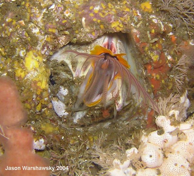 giant acorn barnacle And sponges