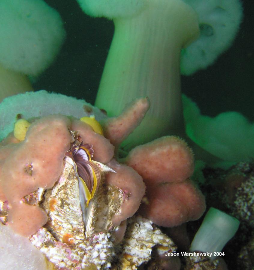 giant acorn barnacle with metridium background