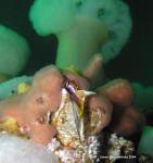 giant acorn barnacle with metridium background