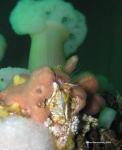 giant acorn barnacle with metridium background