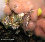 giant acorn barnacle, sponges, yellow nudibranch