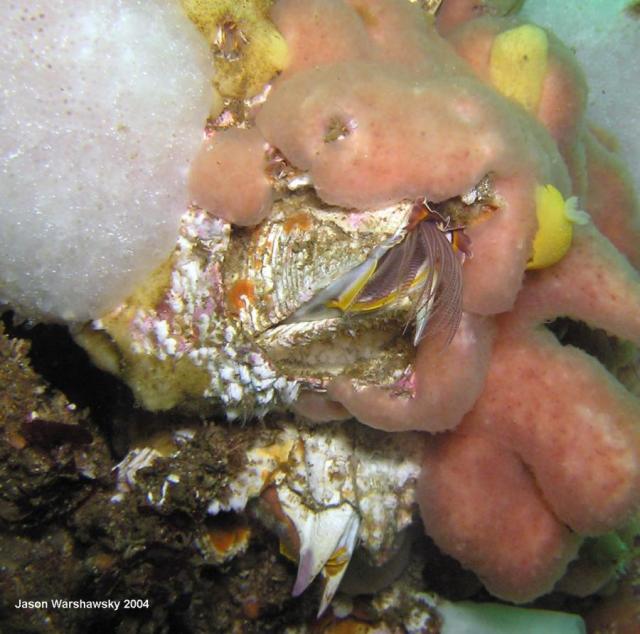 giant acorn barnacle, sponges, yellow nudibranch