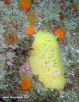 Peltodoris nobilis And cup corals