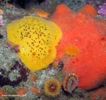 Peltodoris nobilis And sponge