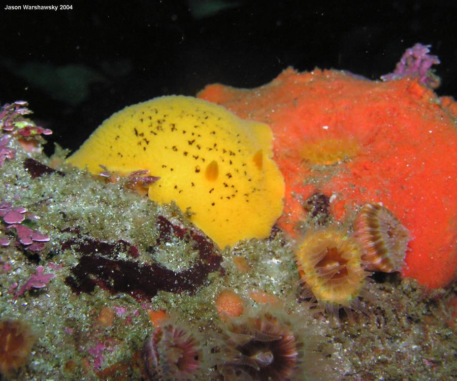 Peltodoris nobilis, sponge And cup corals