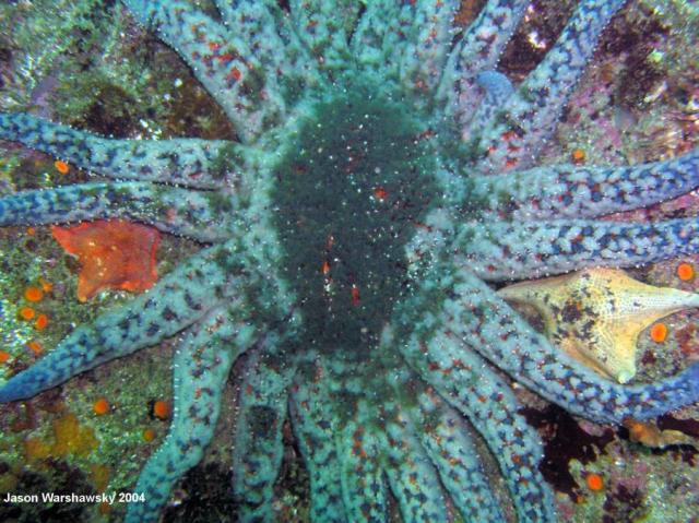 sunflower star