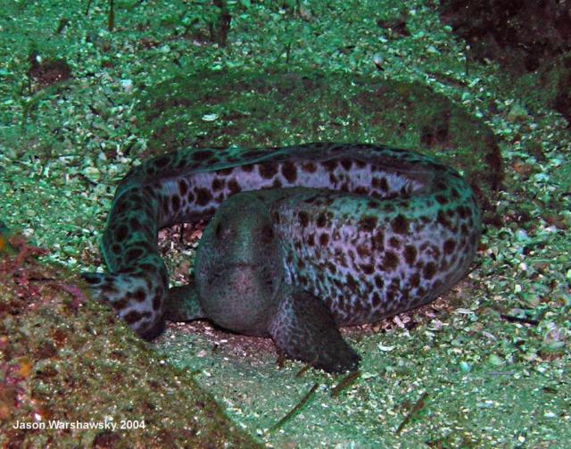 wolf eel