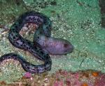 wolf eel