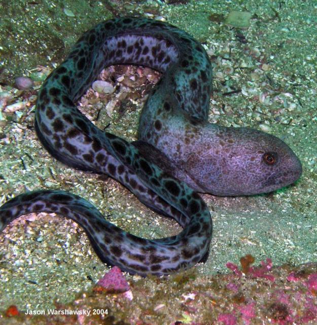 wolf eel