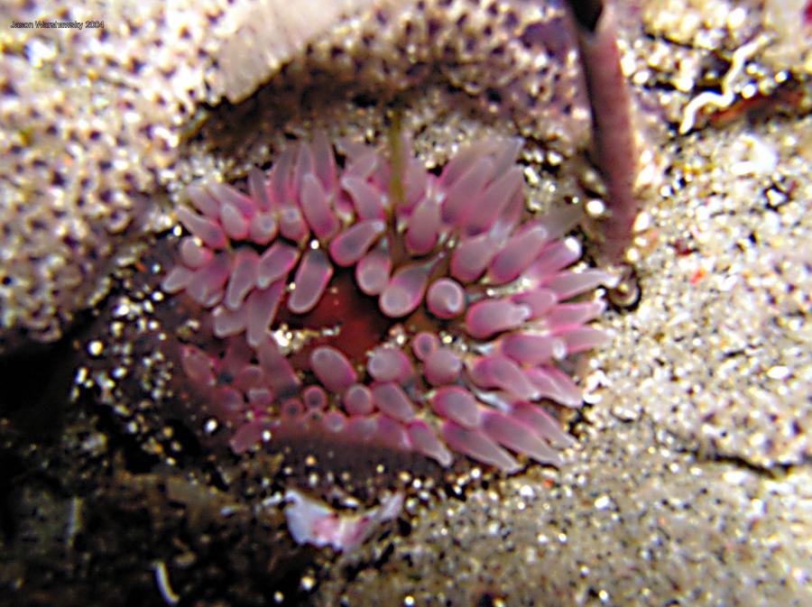 purple anemone