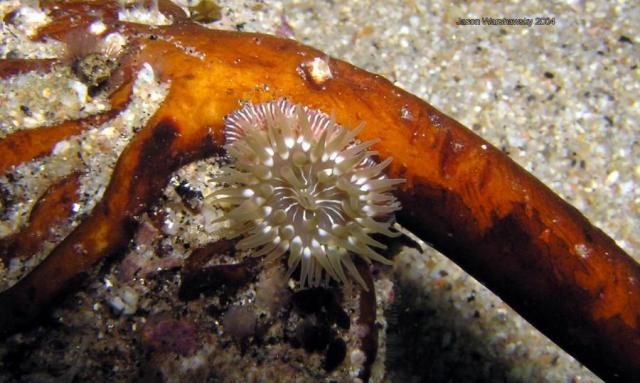 sand anemone